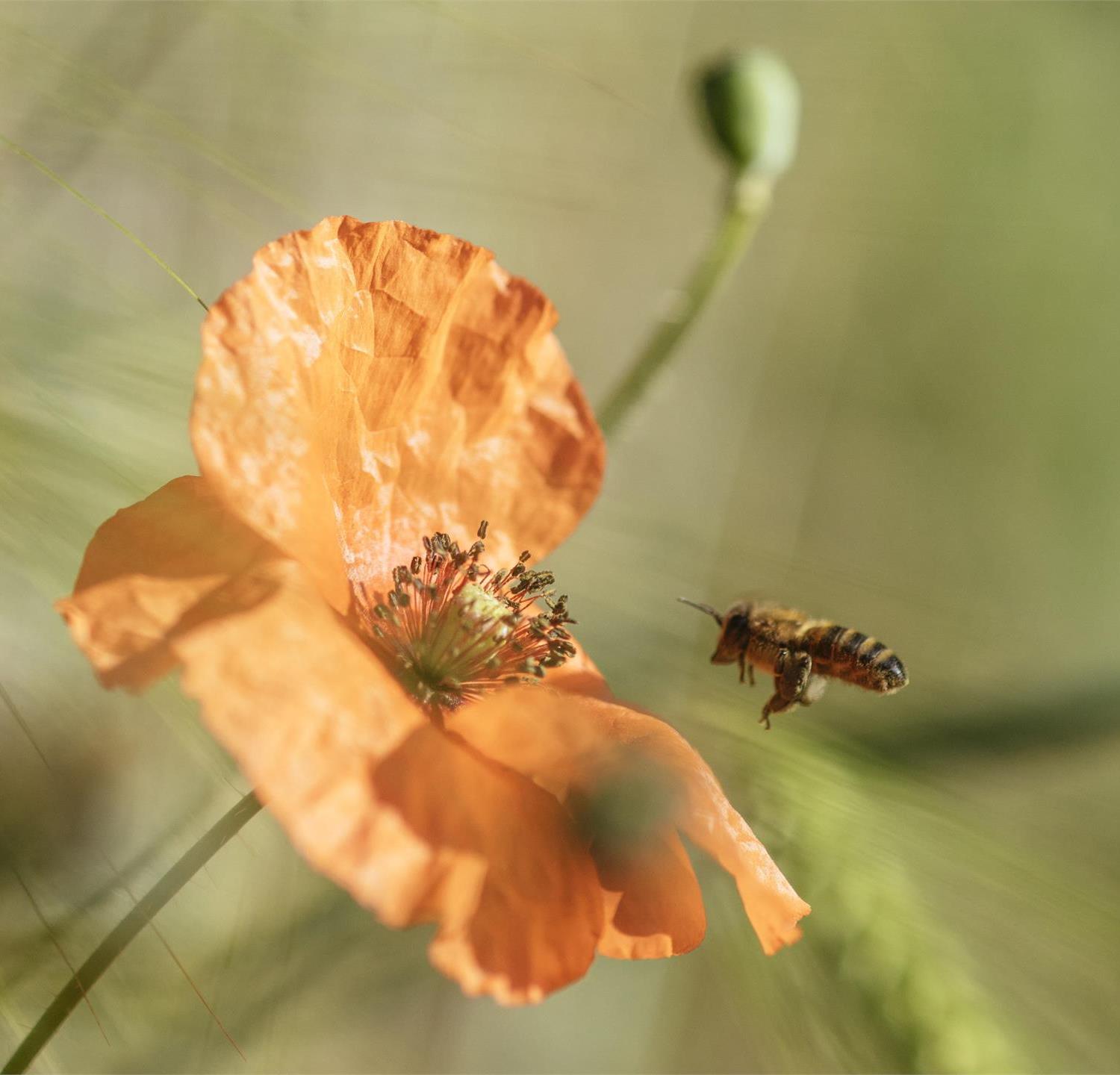 Foto für Die Welt der Bienen